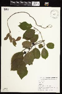 Frangula alnus image