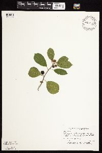 Frangula alnus image