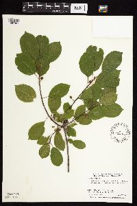 Frangula alnus image