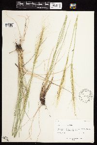 Image of Achnatherum aridum