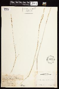 Achnatherum eminens image