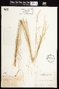 Achnatherum eminens image