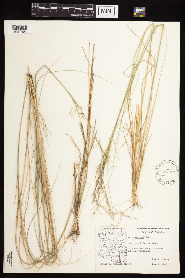 Achnatherum eminens image