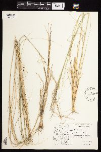 Image of Achnatherum eminens