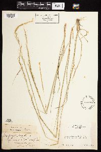 Achnatherum eminens image