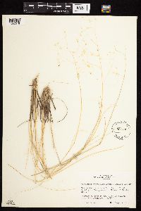 Image of Achnatherum hymenoides