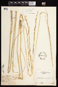 Image of Achnatherum occidentale