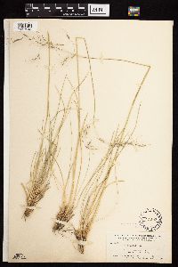 Image of Achnatherum richardsonii