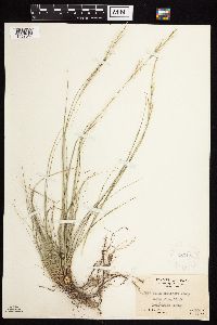 Image of Achnatherum scribneri