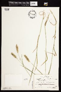 Agropyron cristatum image