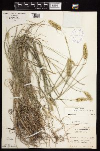 Agropyron cristatum image