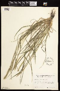 Agropyron cristatum image