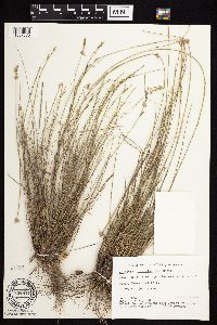 Image of Agropyron cristatum