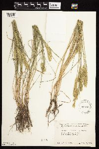 Agropyron cristatum image