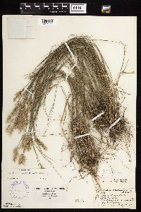 Agropyron cristatum image