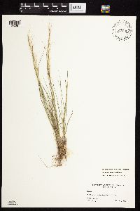 Image of Achnatherum nevadense