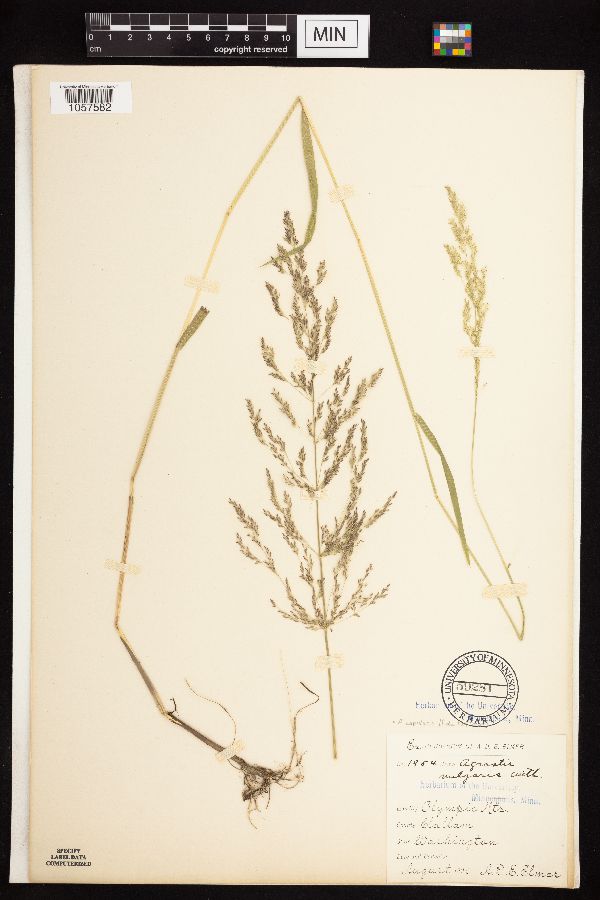 Agrostis capillaris image