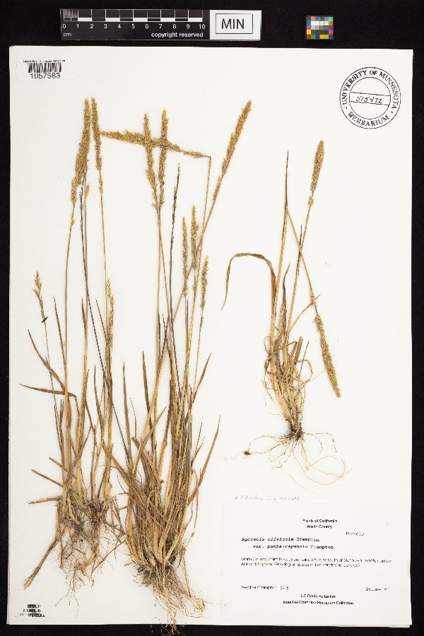 Agrostis densiflora image