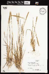 Media resource of Agrostis densiflora