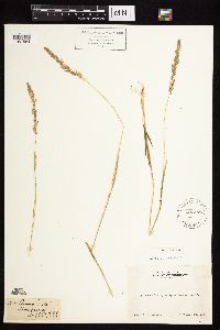 Agrostis exarata image