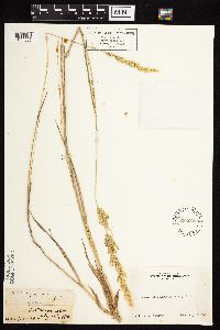 Agrostis exarata image