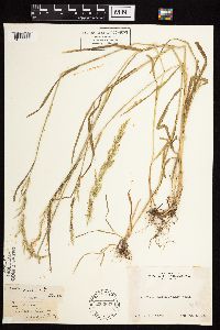 Agrostis exarata image