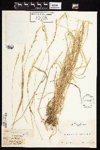 Agrostis exarata image