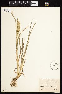 Agrostis exarata image