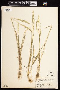 Agrostis exarata image
