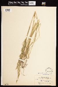 Agrostis exarata image