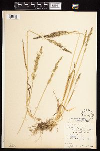 Agrostis exarata image