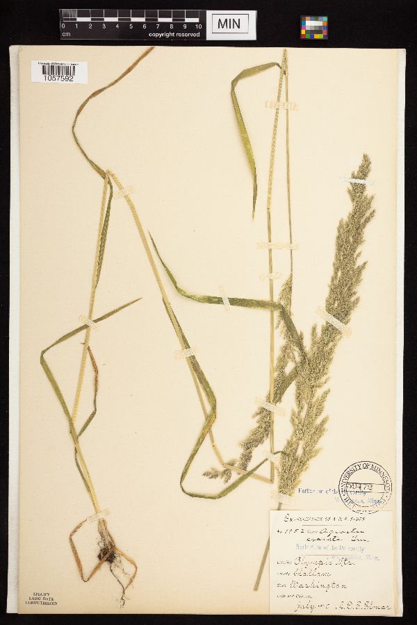 Agrostis exarata image