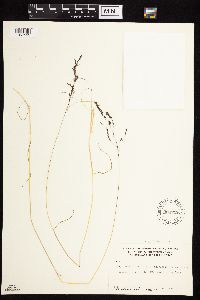 Agrostis exarata image