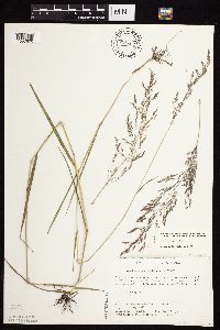 Agrostis gigantea image