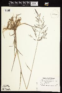 Agrostis gigantea image