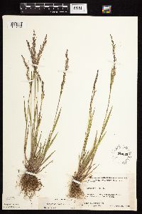 Agrostis gigantea image