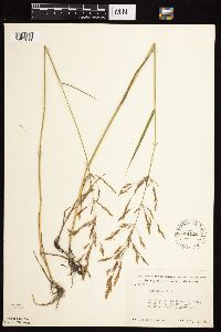 Agrostis gigantea image