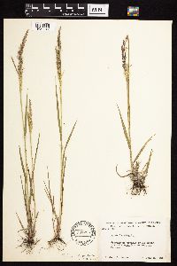 Agrostis gigantea image