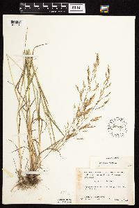 Agrostis gigantea image