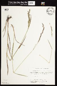 Agrostis gigantea image