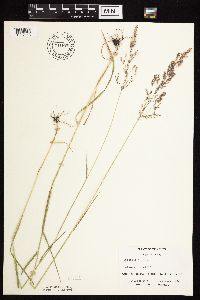 Agrostis gigantea image