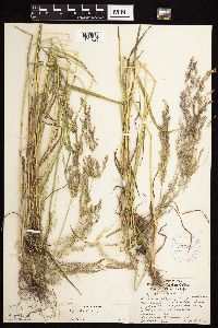 Agrostis gigantea image