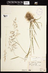 Agrostis gigantea image