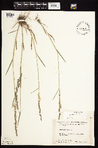 Agrostis gigantea image