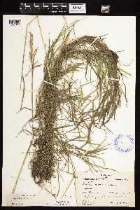 Agrostis stolonifera image