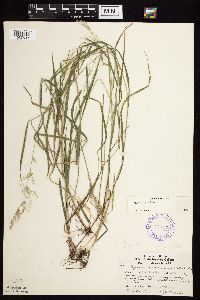 Agrostis gigantea image