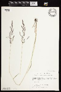 Agrostis gigantea image
