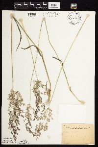 Agrostis gigantea image