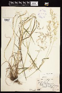 Agrostis gigantea image