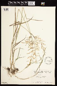 Agrostis gigantea image